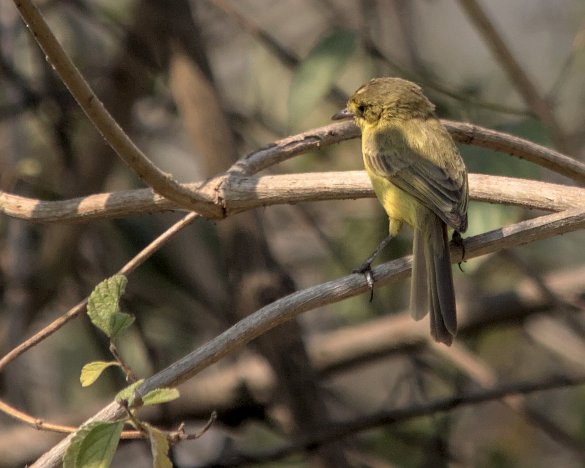 African Yellow-Warbler - ML617030763