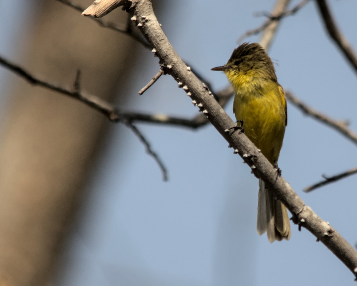 African Yellow-Warbler - ML617030764