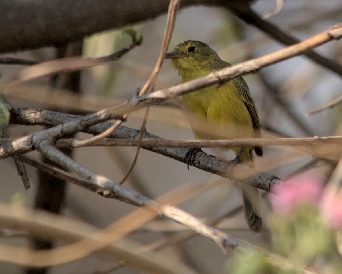 African Yellow-Warbler - ML617030765