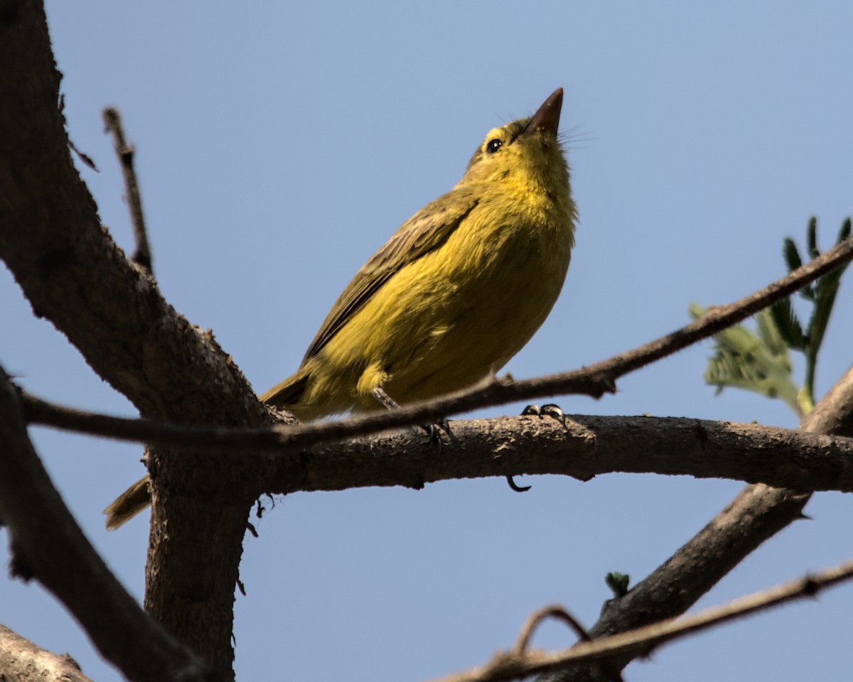 African Yellow-Warbler - ML617030766