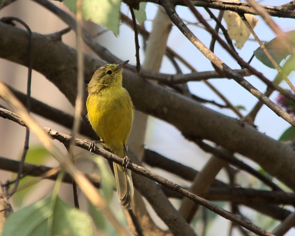 African Yellow-Warbler - ML617030769