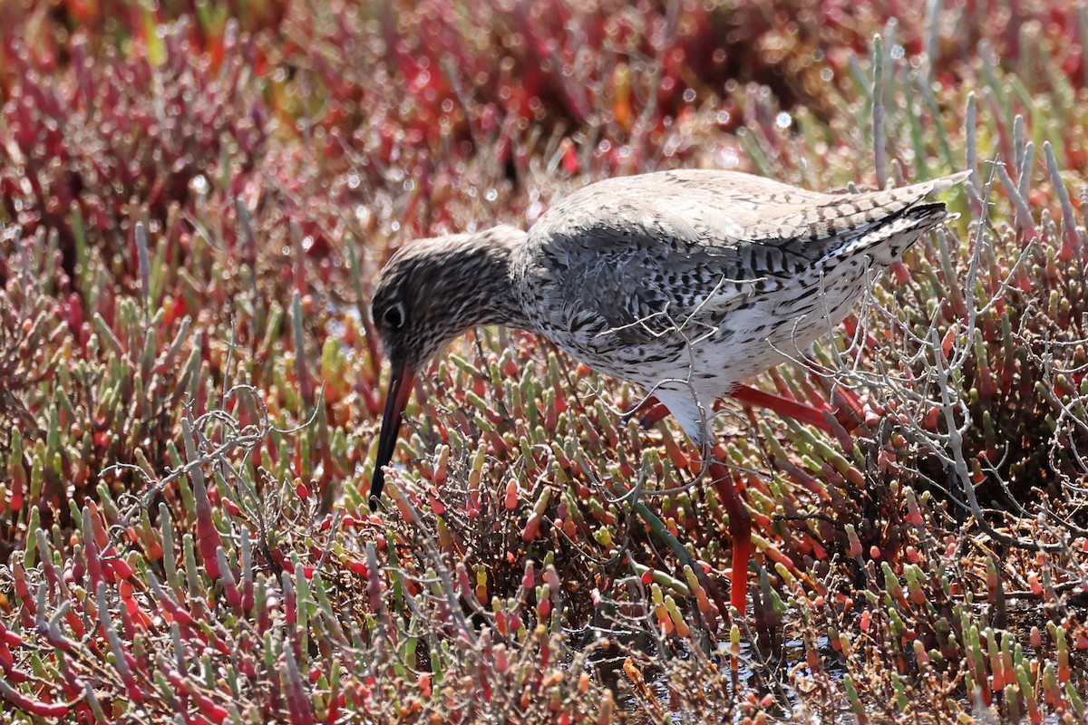 Common Redshank - ML617030783