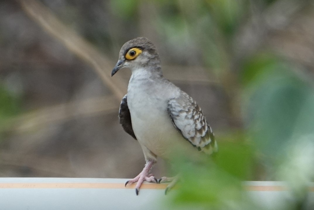 Bare-faced Ground Dove - ML617030794