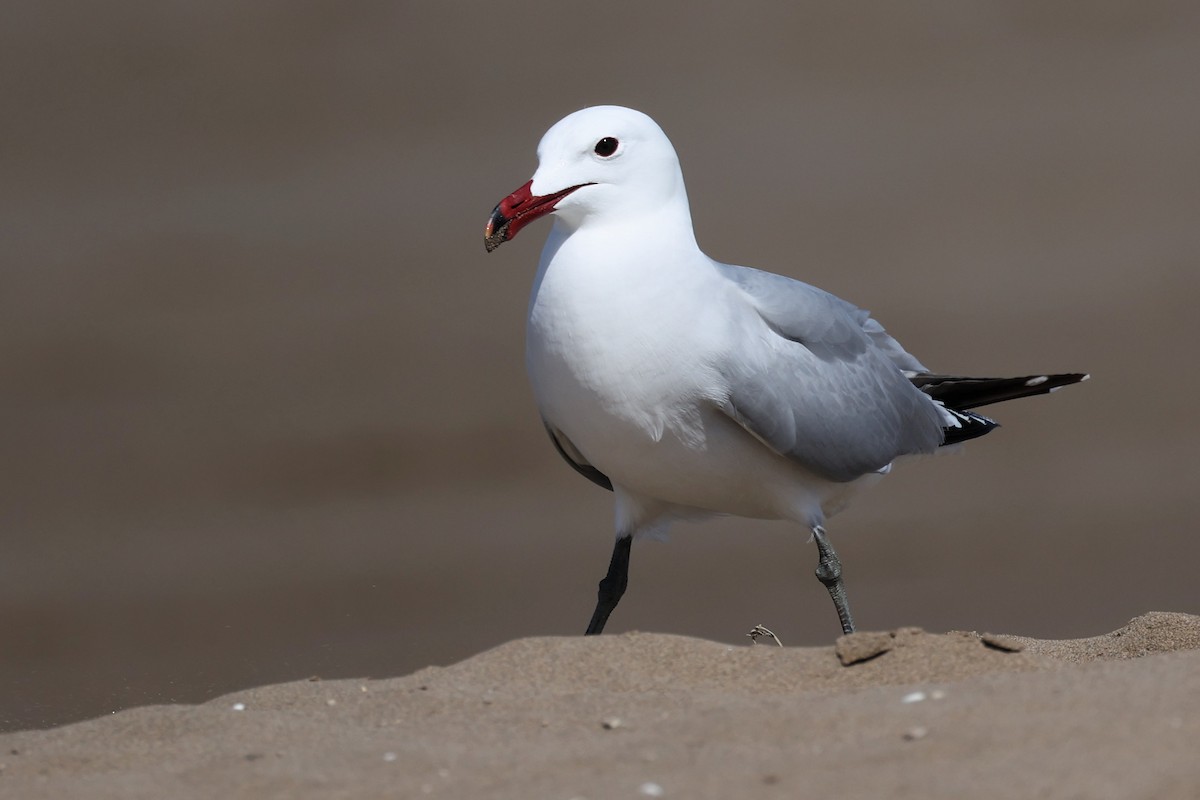 Audouin's Gull - ML617030801