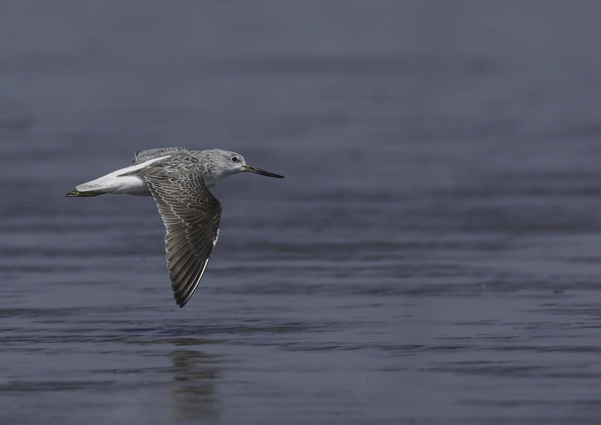 Nordmann's Greenshank - Alex Berryman