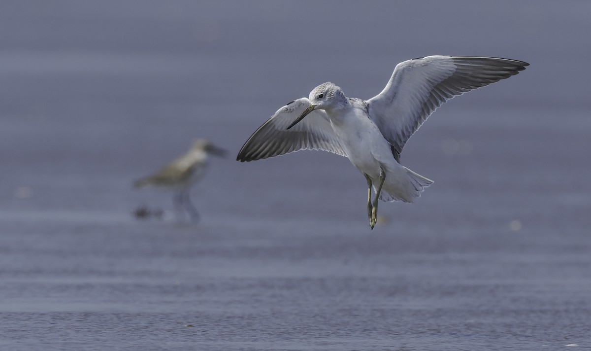 Nordmann's Greenshank - ML617030817