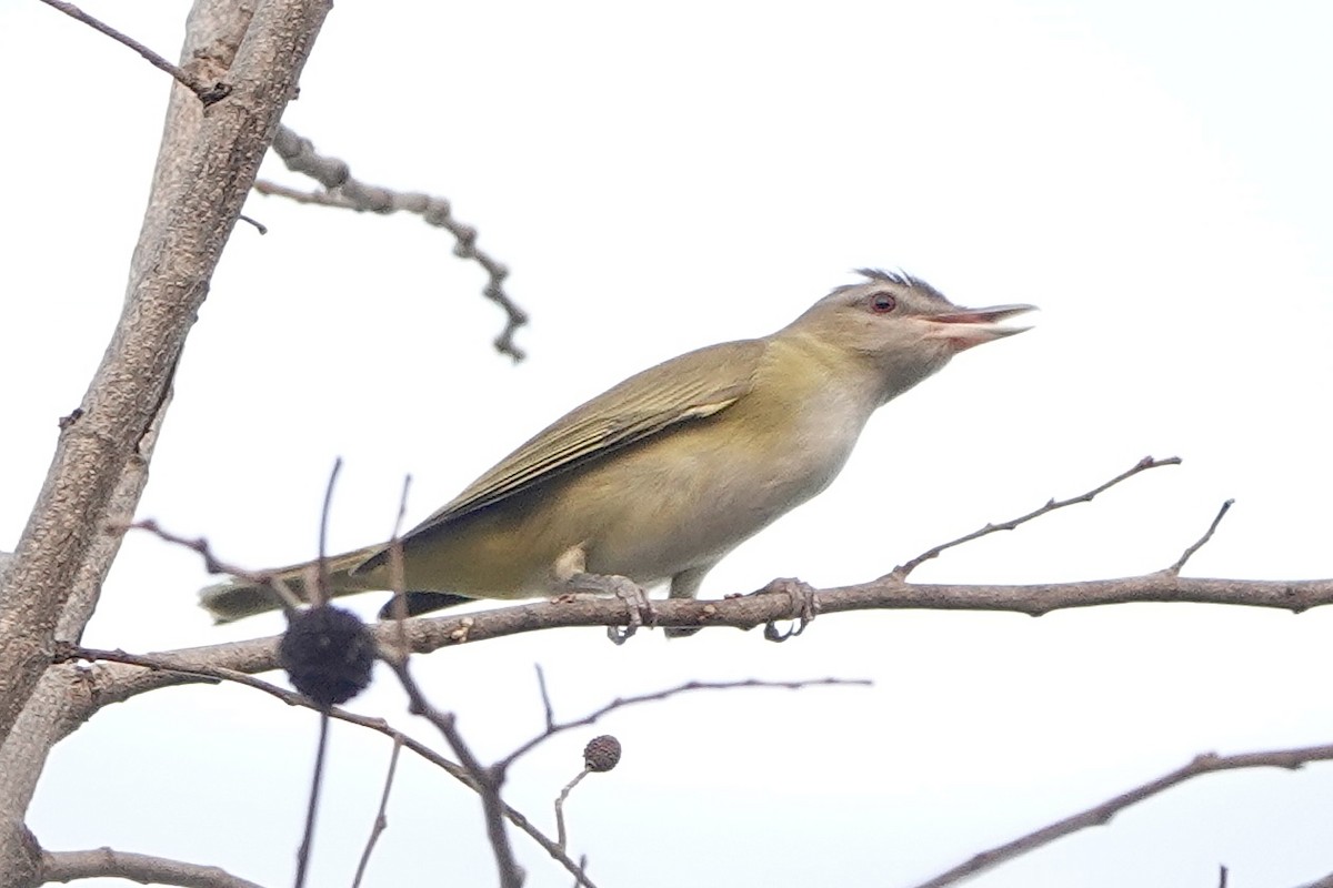 Yellow-green Vireo - ML617030835