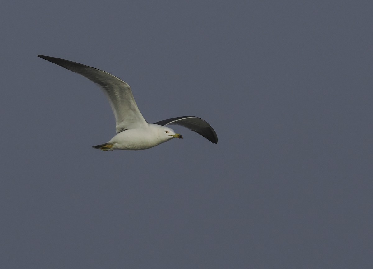 Black-tailed Gull - ML617030848