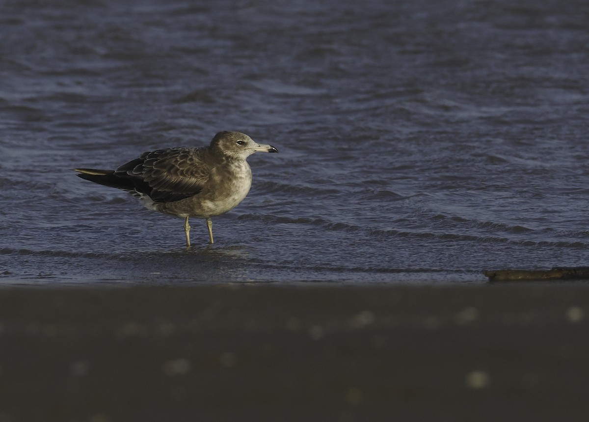 Black-tailed Gull - ML617030850