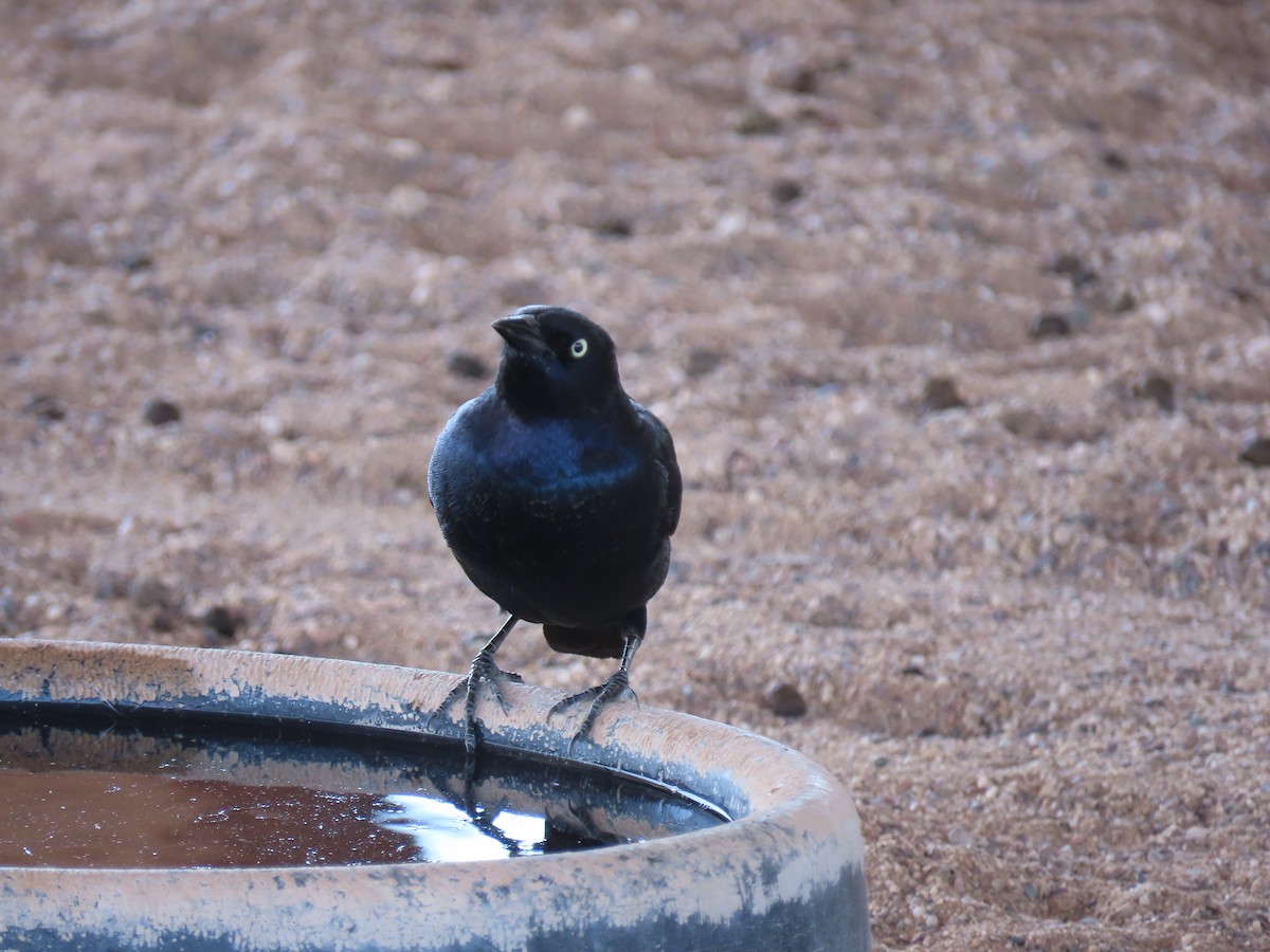 Brewer's Blackbird - ML617030865