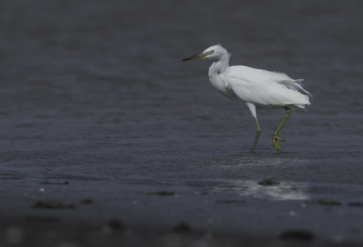 Chinese Egret - Alex Berryman