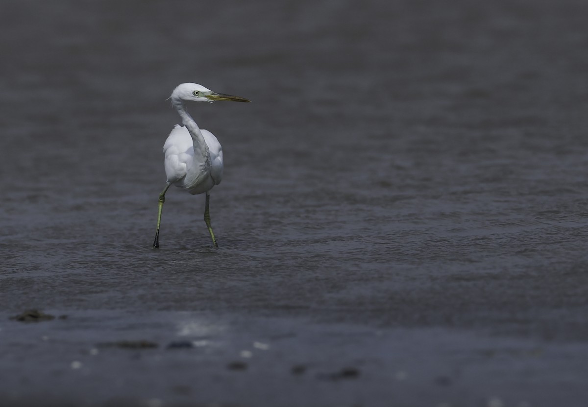 Chinese Egret - ML617030869