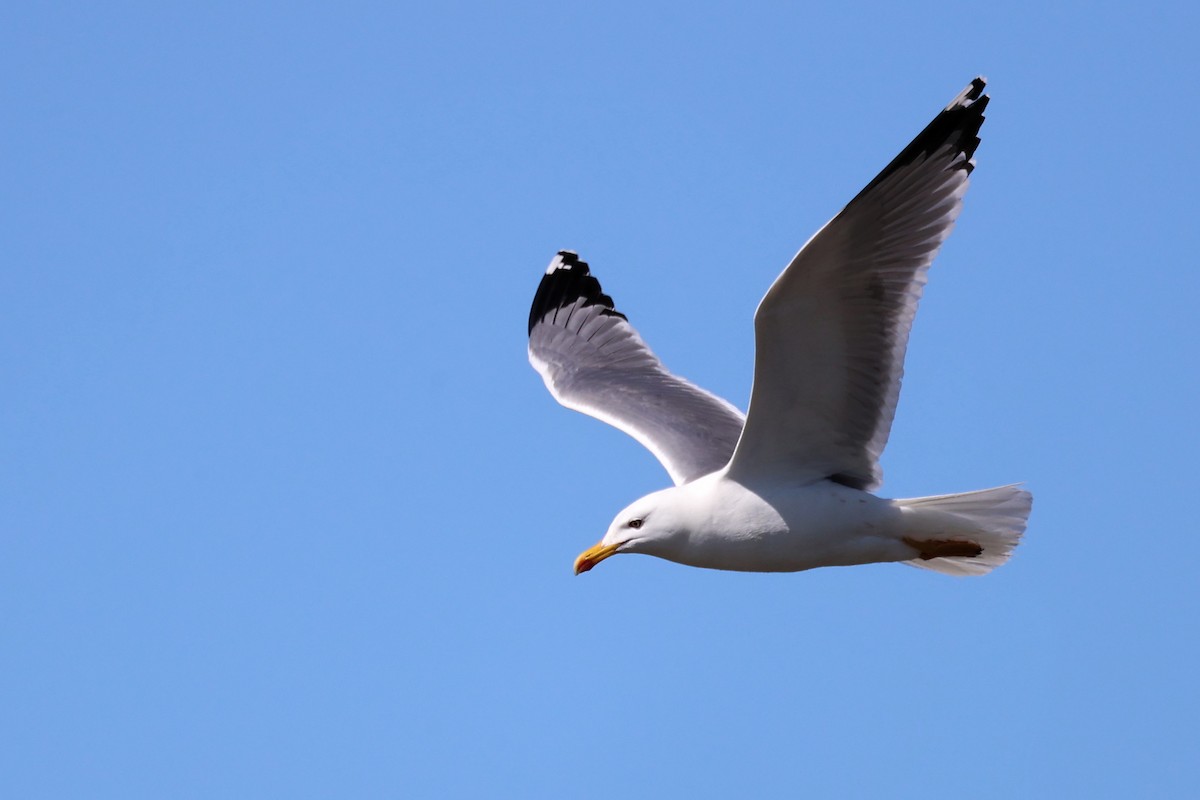 Yellow-legged Gull - ML617030930