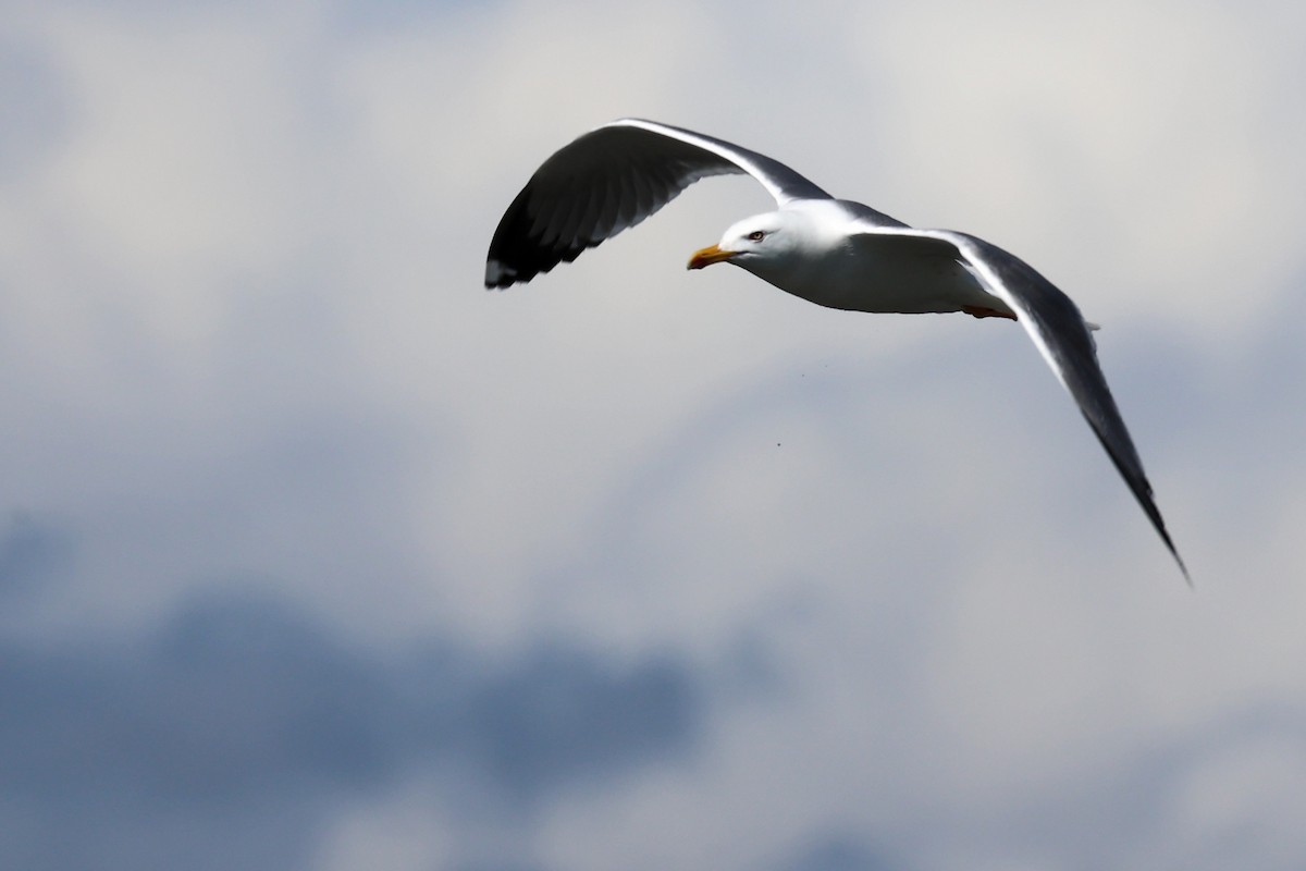 Yellow-legged Gull - Anonymous