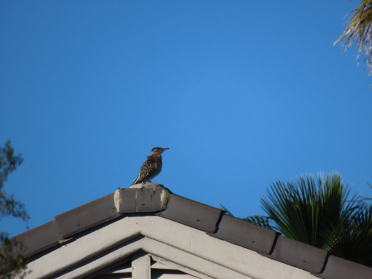 Greater Roadrunner - ML617030963