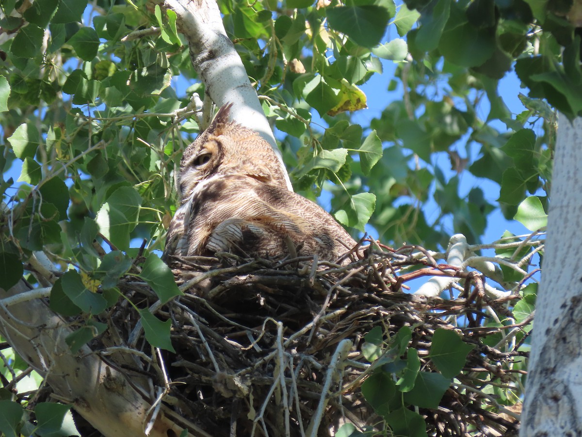 Great Horned Owl - ML617030976