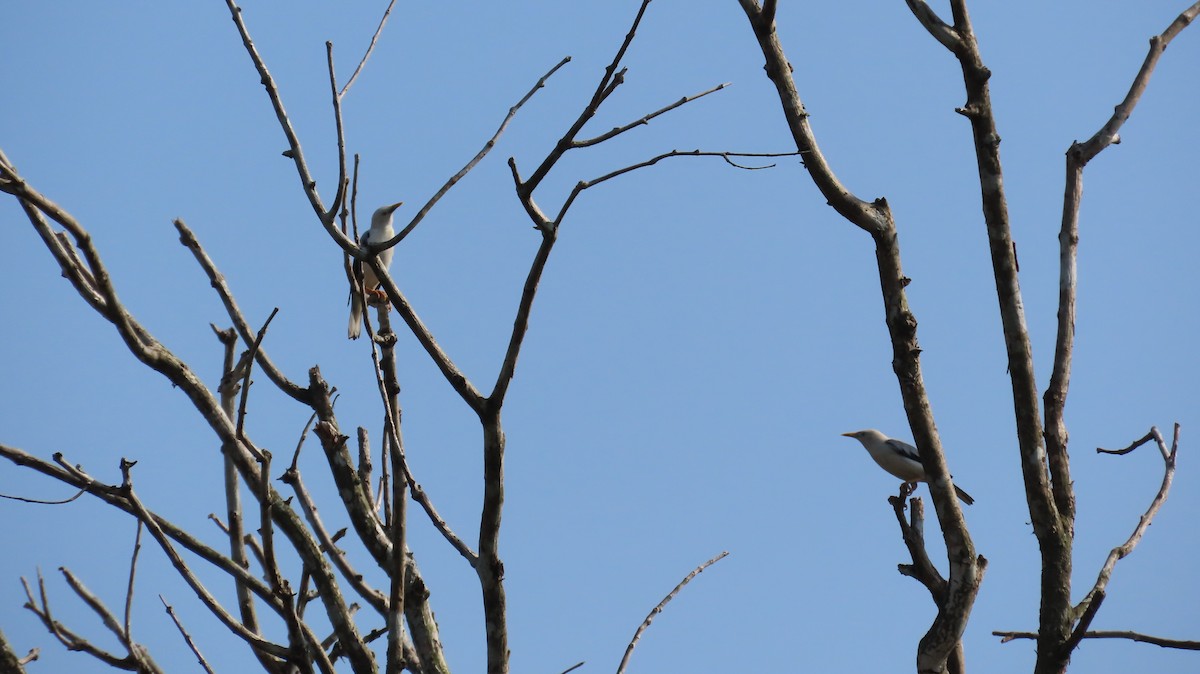 White-headed Starling - Soma Ateesh