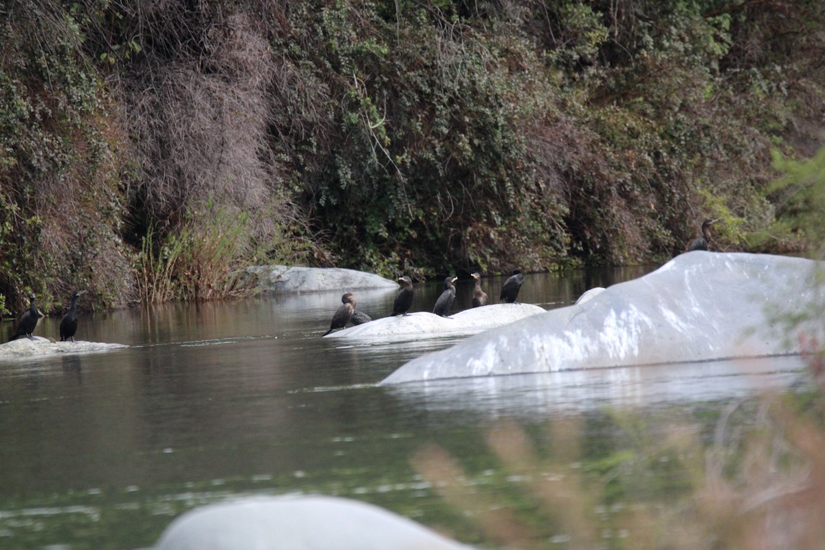 Neotropic Cormorant - ML617031029