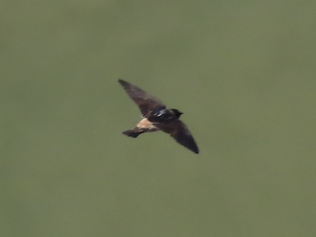 Cliff Swallow - Nathan Wilson