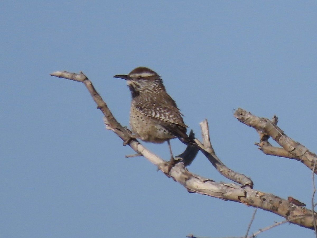 Cactus Wren - ML617031057