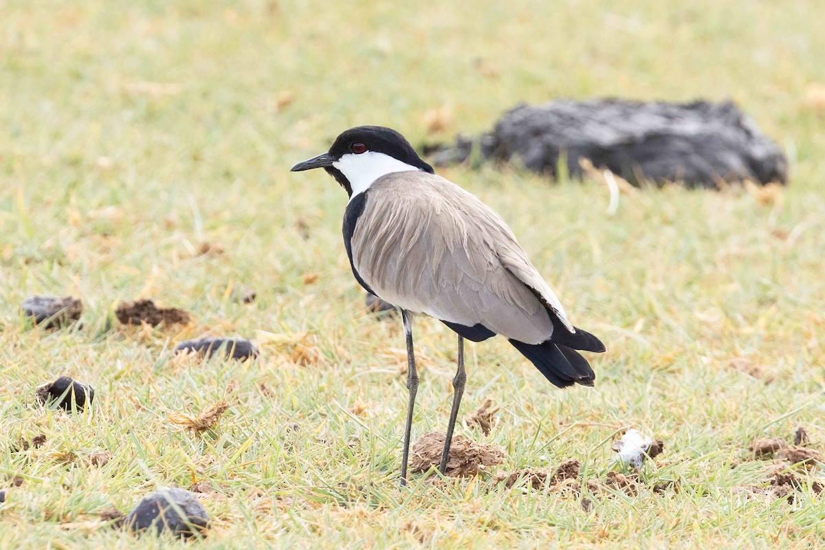 Spur-winged Lapwing - ML617031058