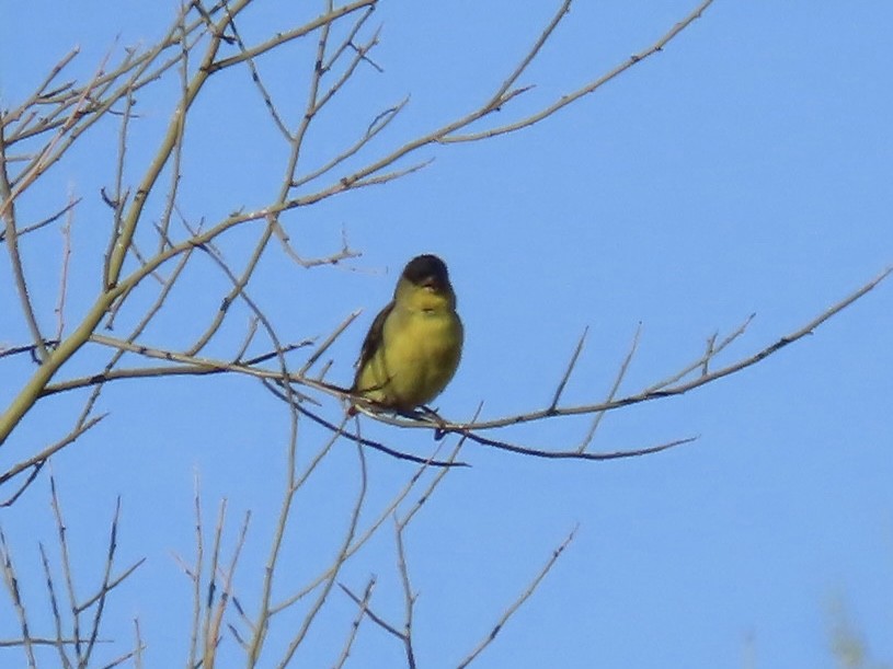 Lesser Goldfinch - ML617031065