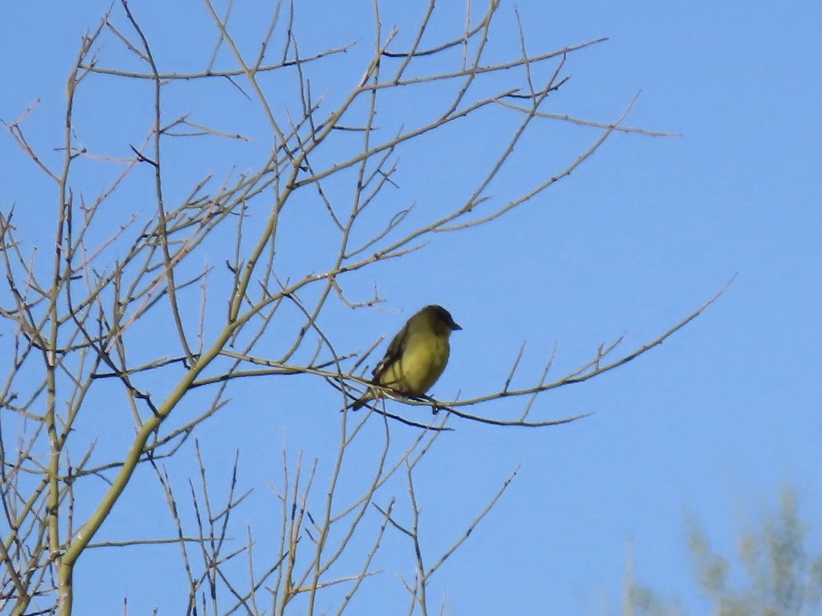 Lesser Goldfinch - ML617031067