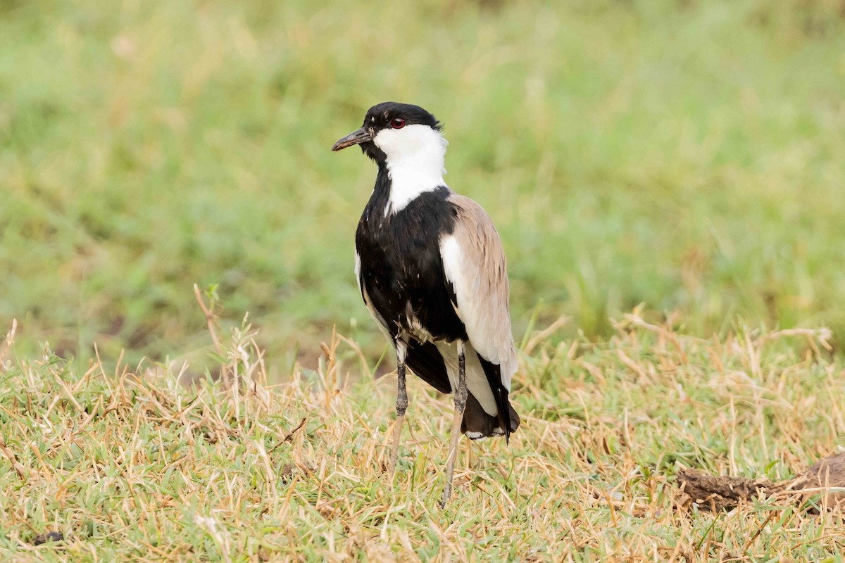 Spur-winged Lapwing - ML617031078
