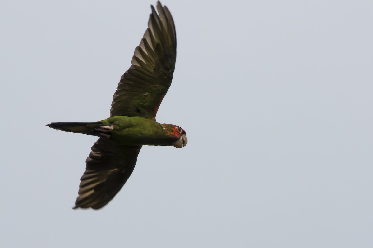 Conure mitrée - ML617031083