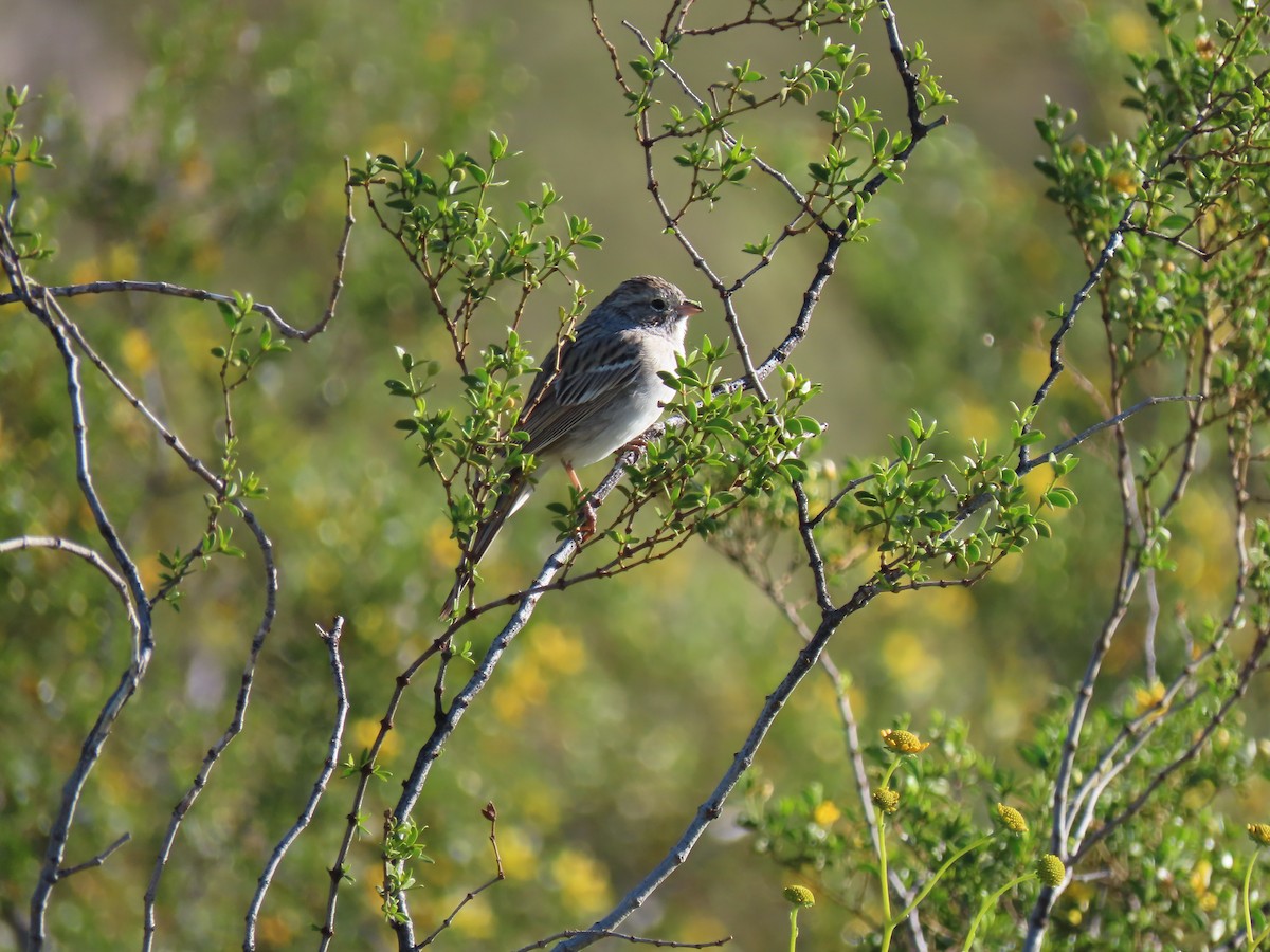 Brewer's Sparrow - ML617031089