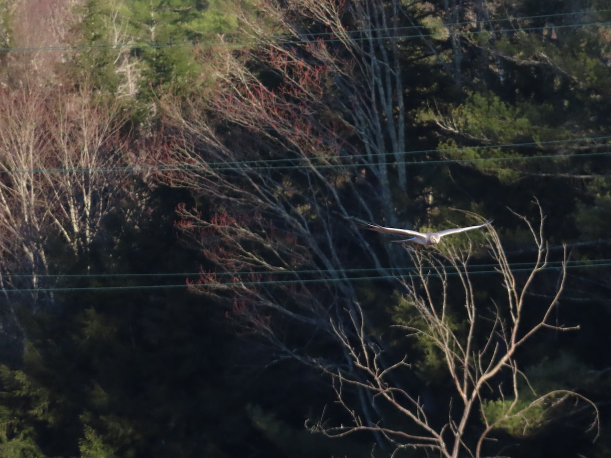 Northern Harrier - don pierce