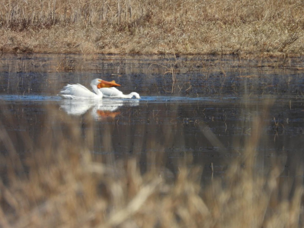 American White Pelican - Stephanie Bishop