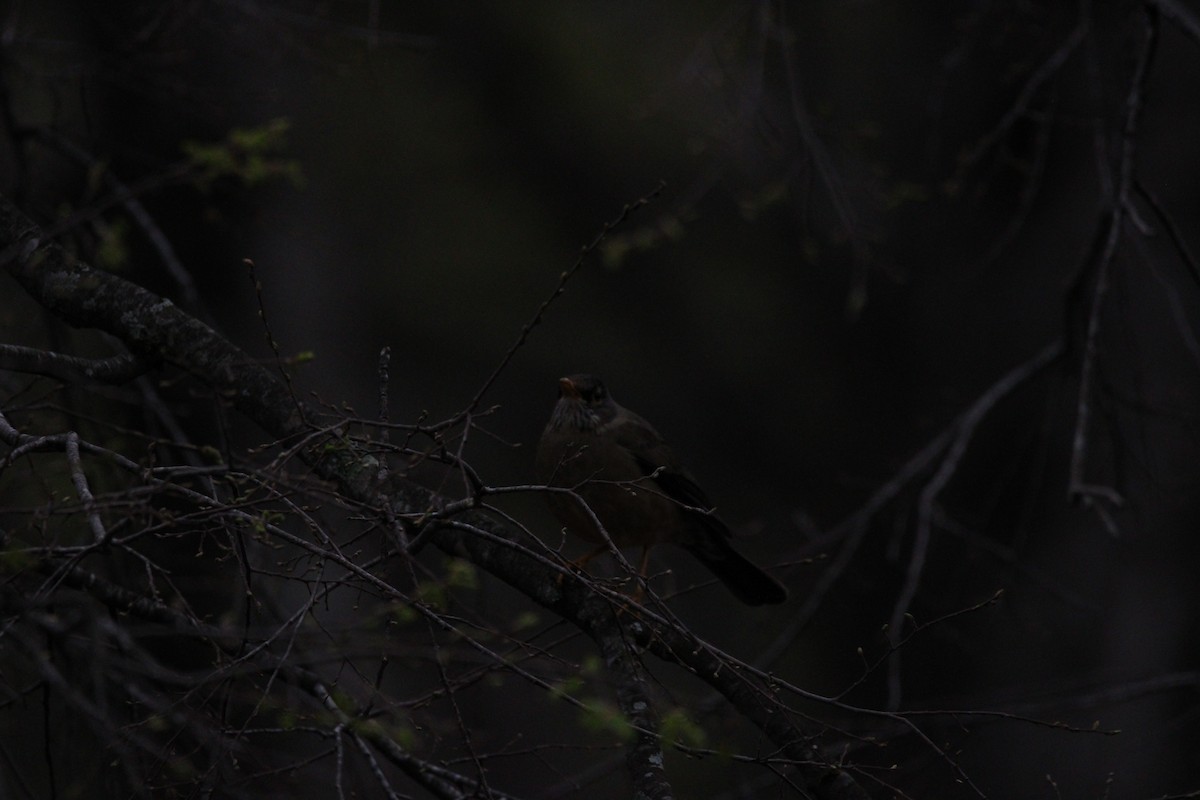 Austral Thrush - Armando Aranela