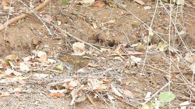 Pied Thrush - ML617031180