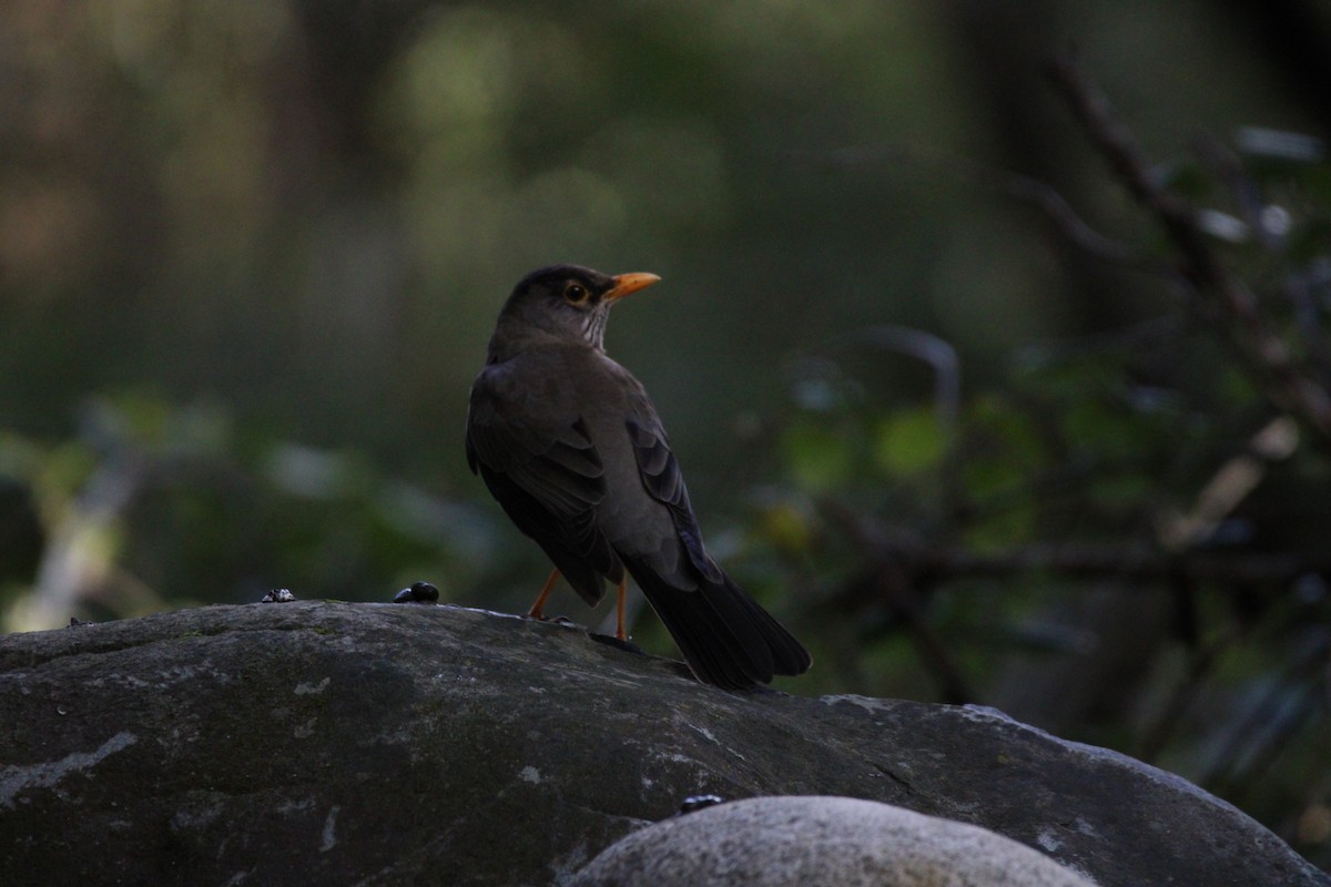 Austral Thrush - ML617031184