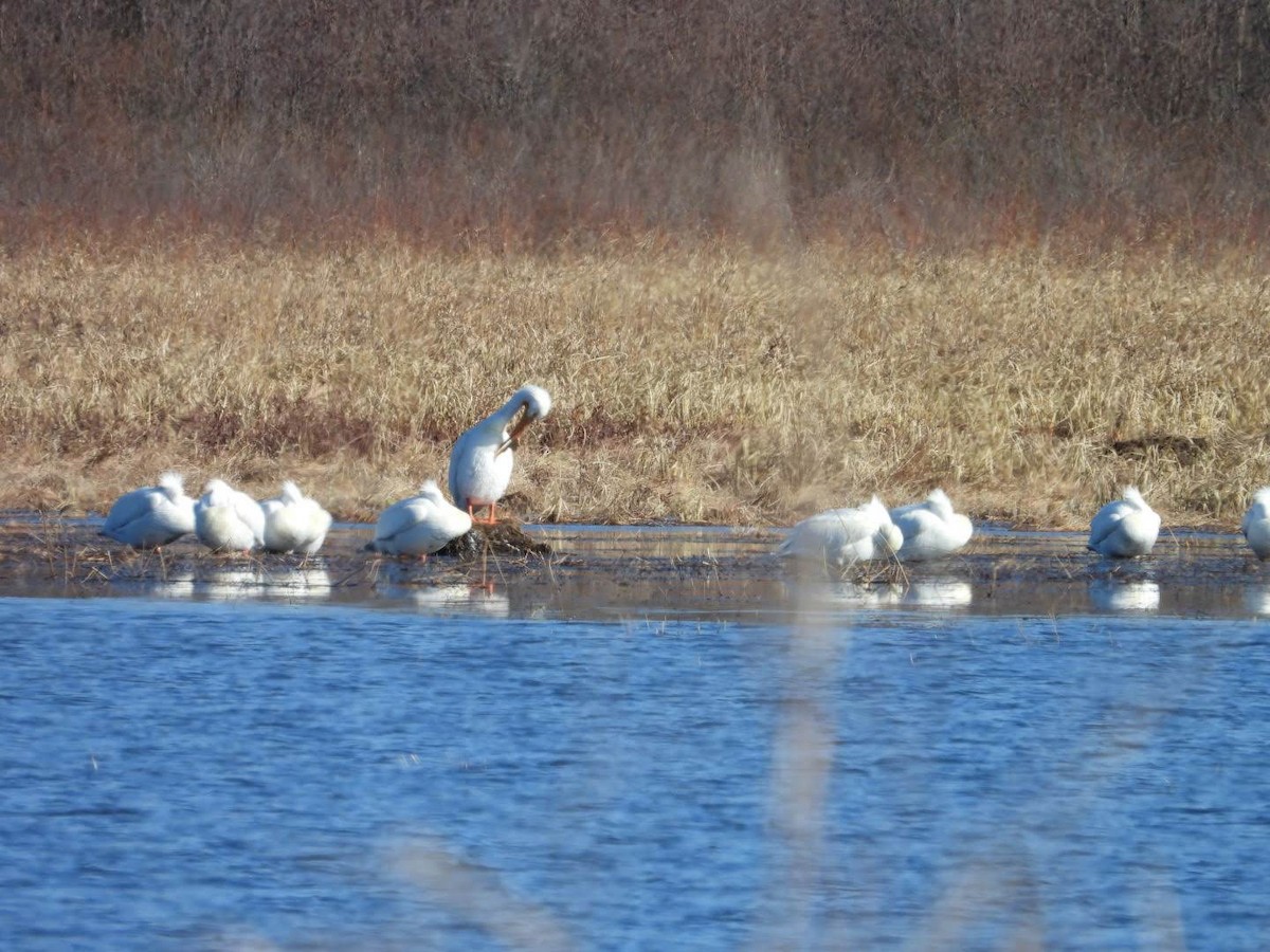 American White Pelican - Stephanie Bishop