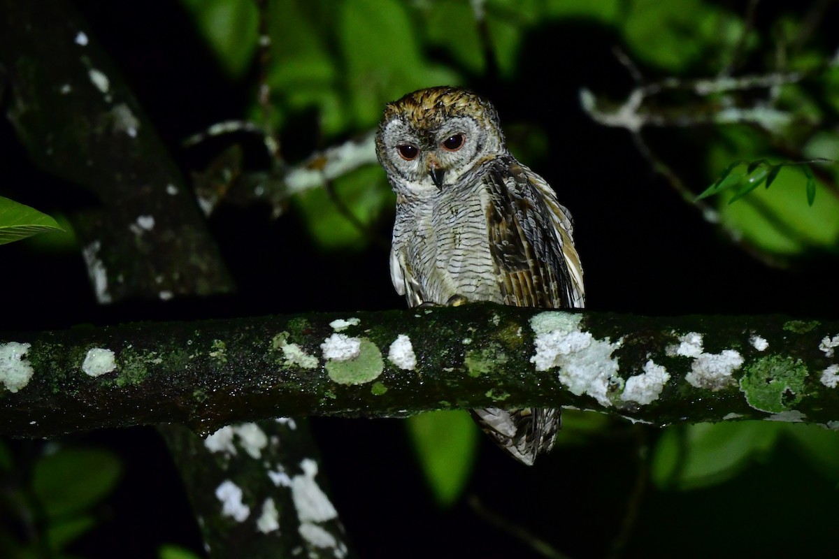 Mottled Wood-Owl - Anirban  Bhaduri
