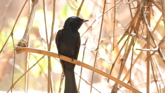 Bronzed Drongo - ML617031211