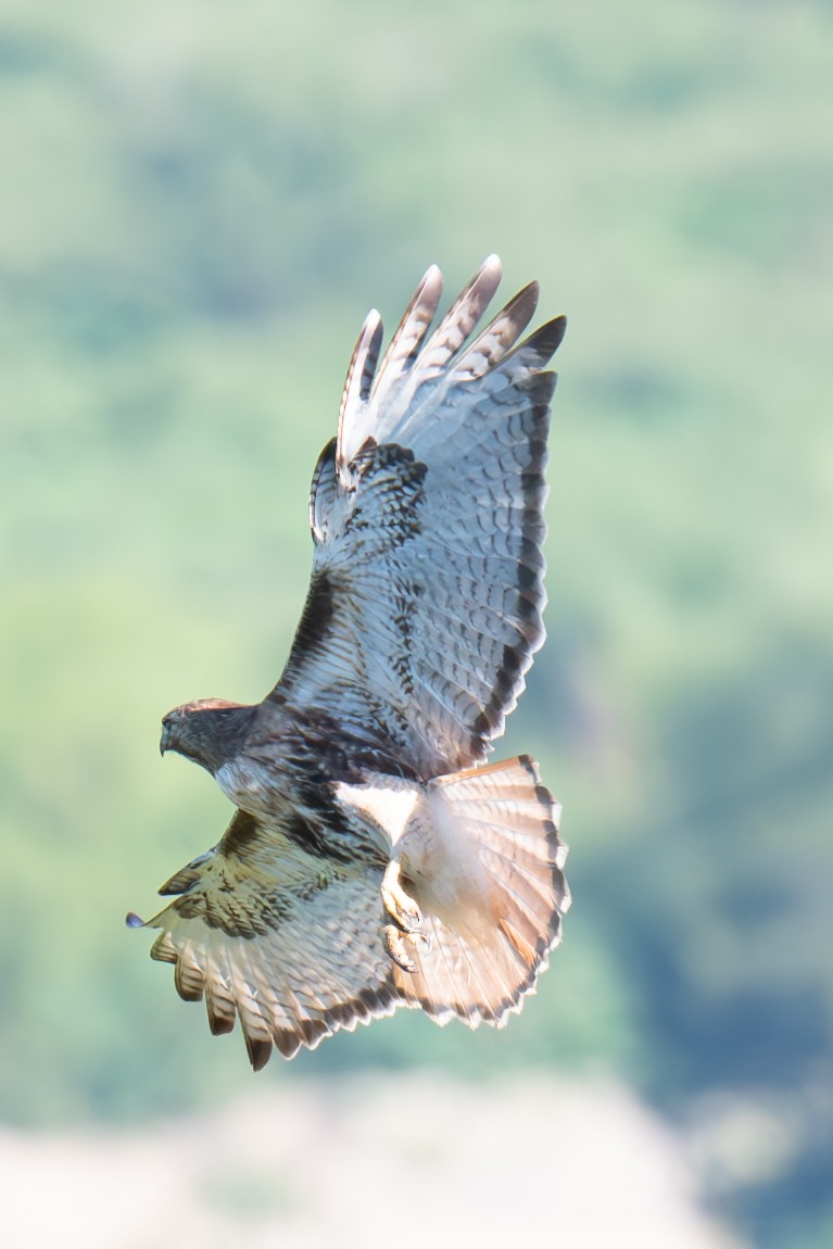 Red-tailed Hawk - ML617031216