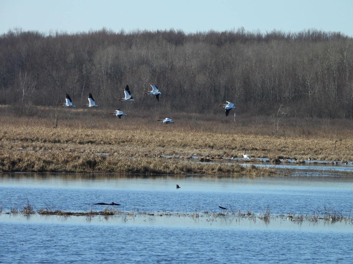 American White Pelican - Stephanie Bishop