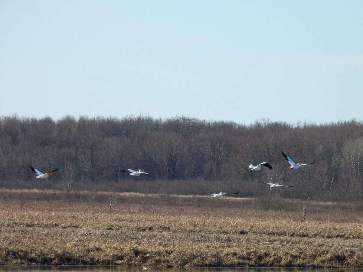 American White Pelican - Stephanie Bishop