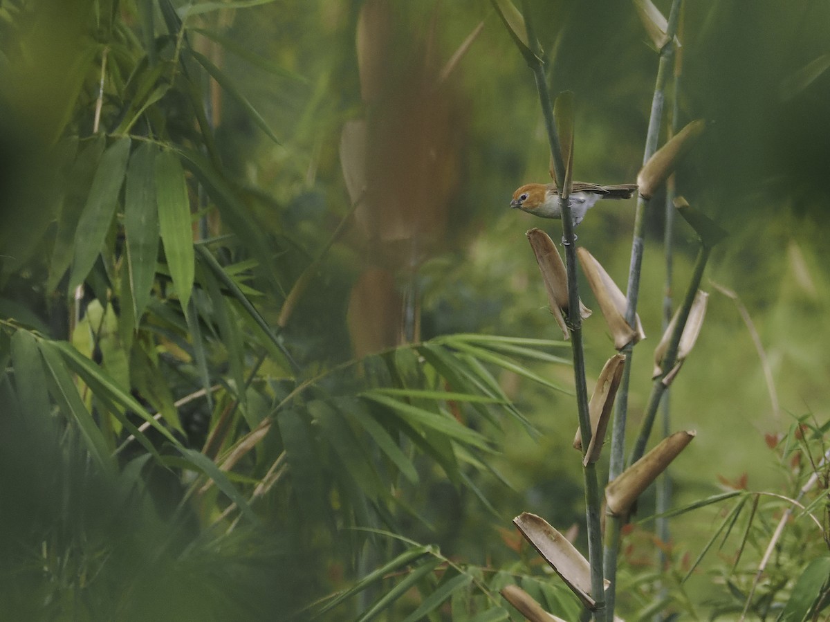 Rufous-headed Parrotbill - ML617031254