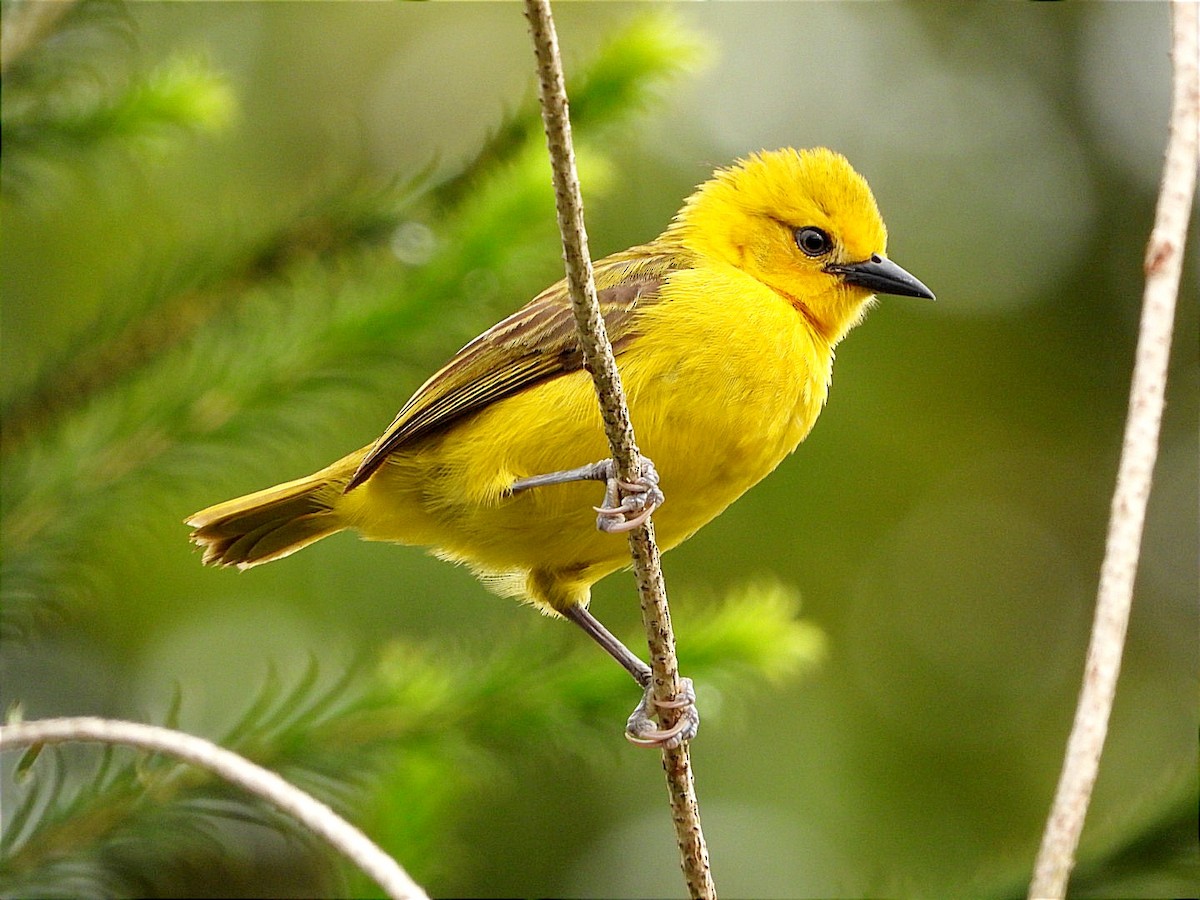 Slender-billed Weaver - ML617031276