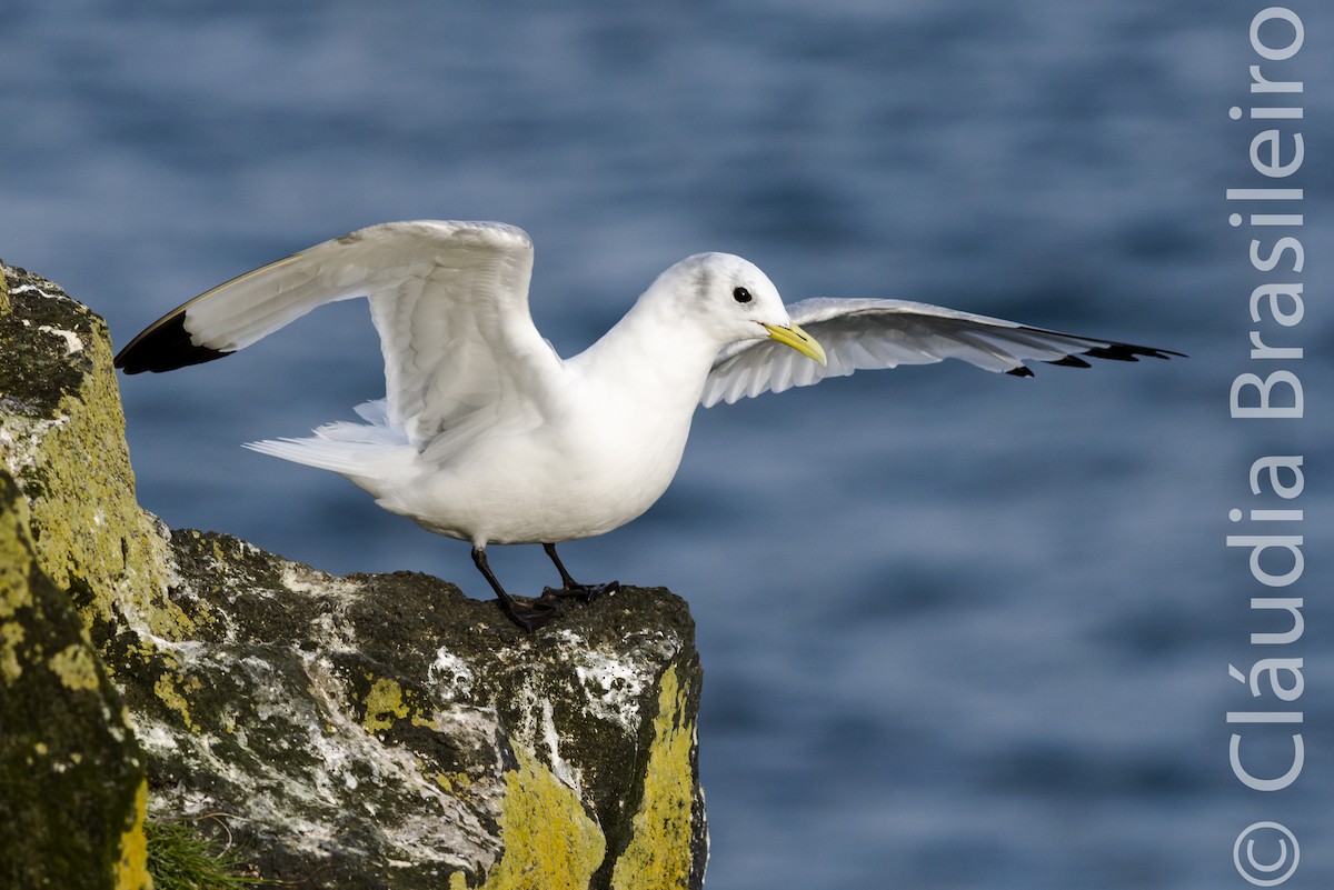 Mouette tridactyle - ML61703131