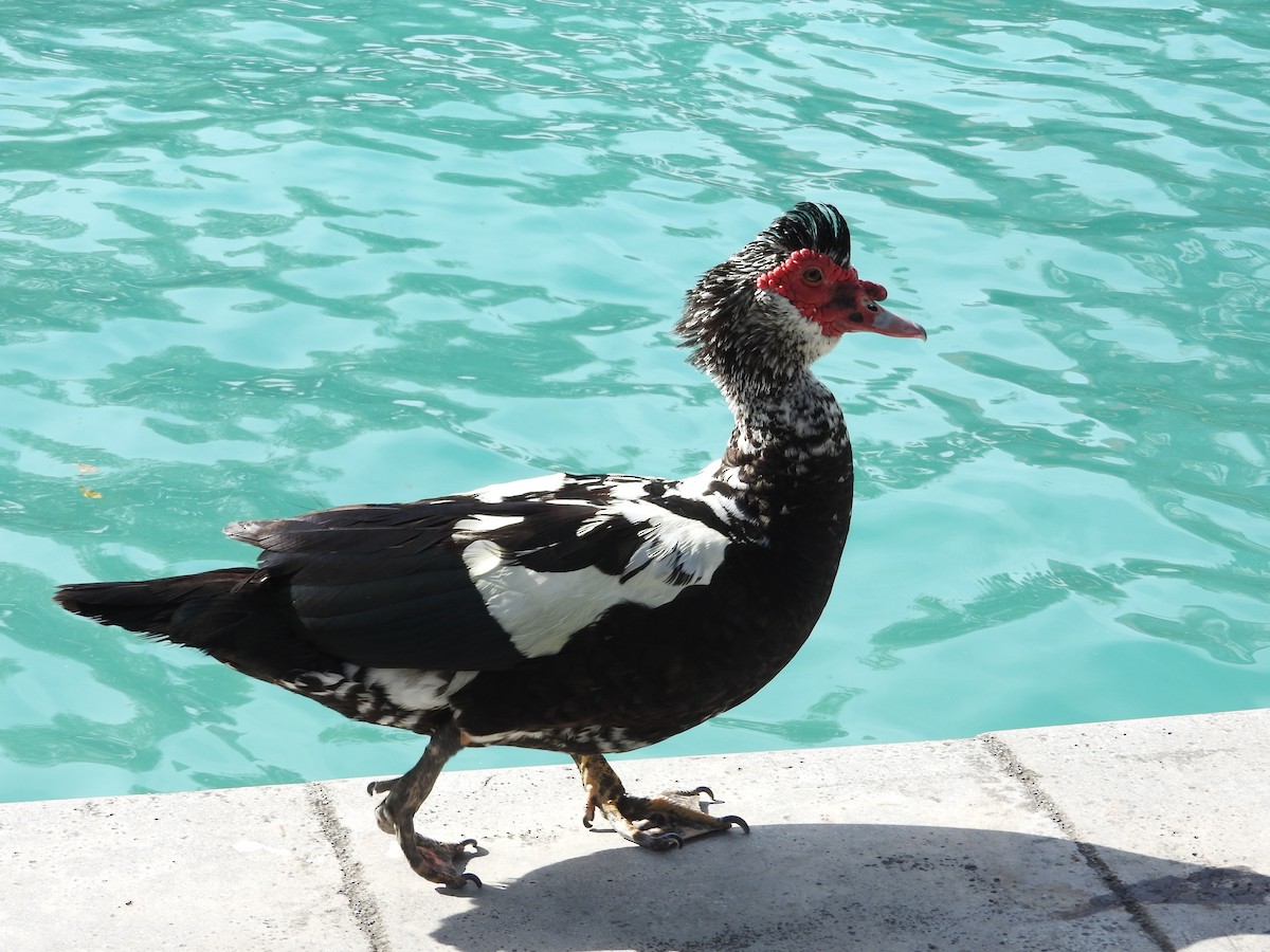 Muscovy Duck (Domestic type) - ML617031310