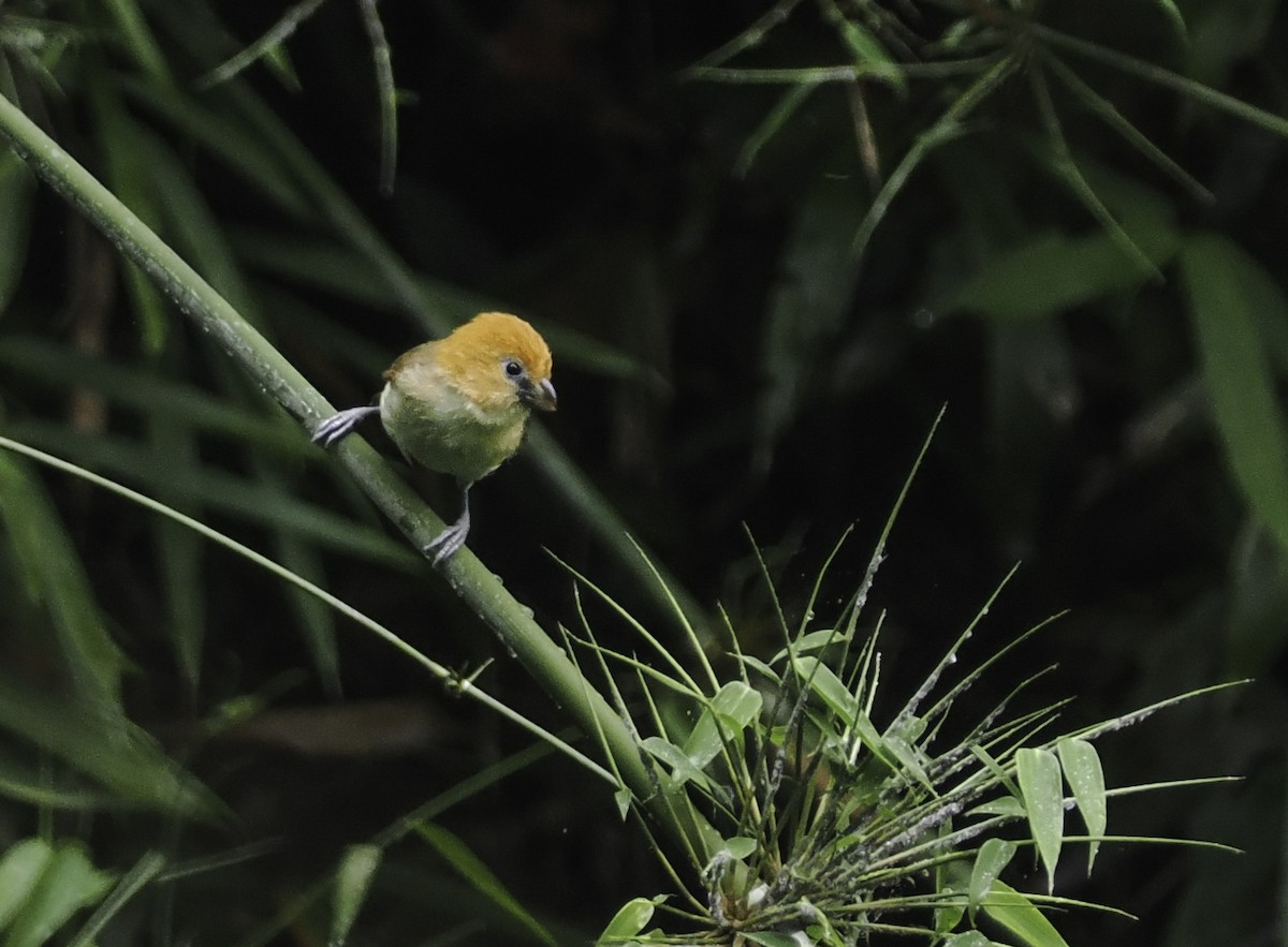 Rufous-headed Parrotbill - Alex Berryman