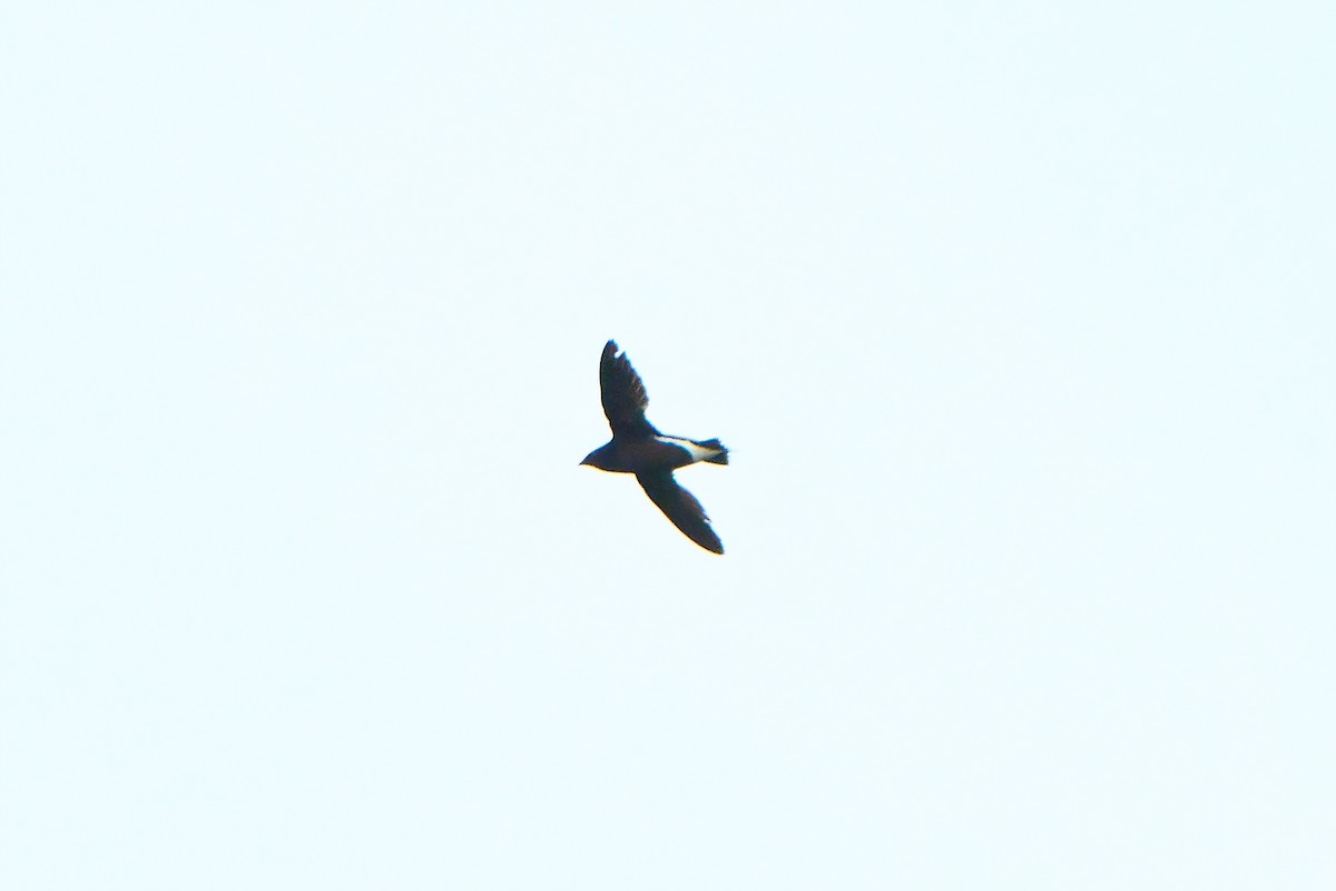 Brown-backed Needletail - ML617031346