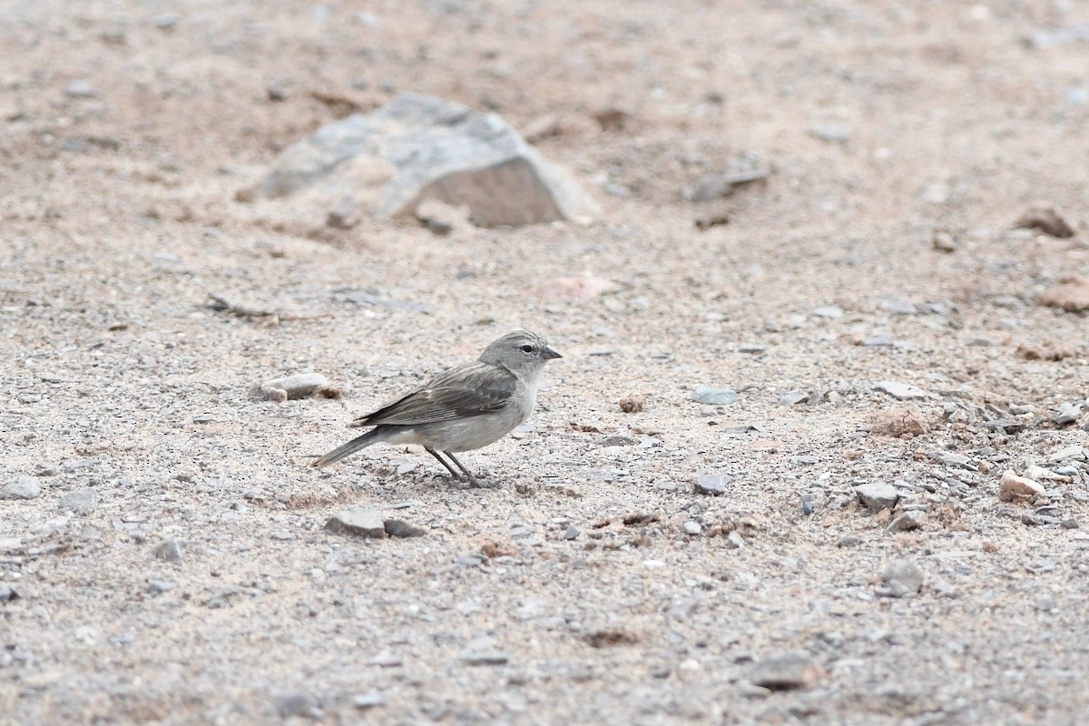 Ash-breasted Sierra Finch - Antoine Reboul