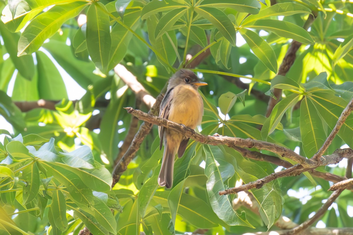 Lesser Antillean Pewee (Puerto Rico) - ML617031358