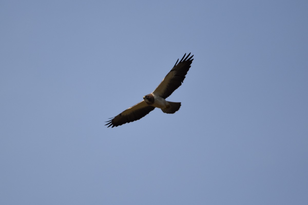 Swainson's Hawk - Kendell Loyd